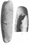 Storthosphaera elongata