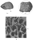 Syringammina fragilissima