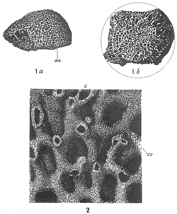 Syringammina fragilissima Syringammina fragilissima