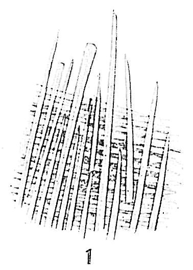 Technitella legumen Technitella legumen
