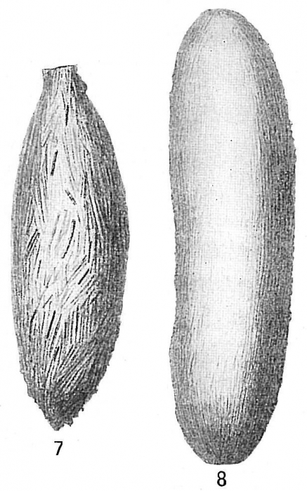 Technitella legumen Technitella legumen