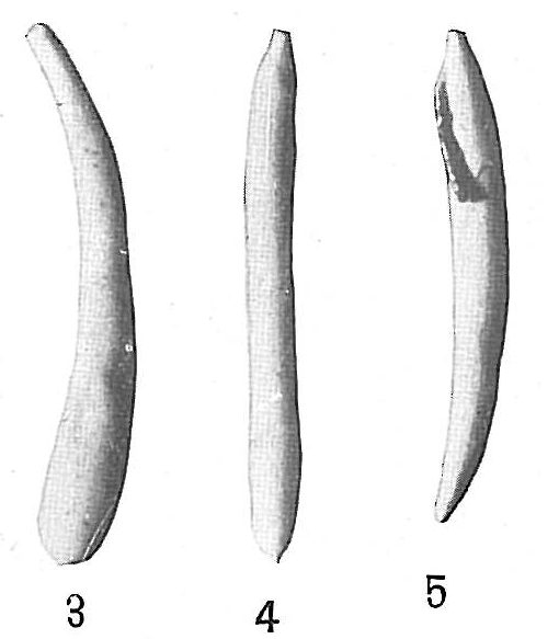 Technitella legumen Technitella legumen