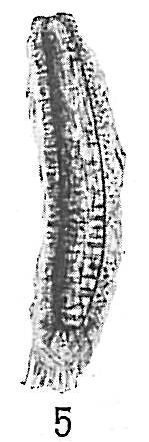 Technitella legumen Technitella legumen