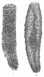 Technitella thompsoni