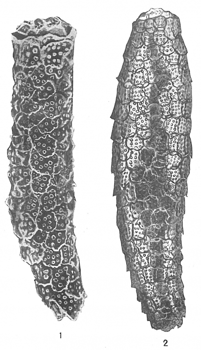 Technitella thompsoni Technitella thompsoni