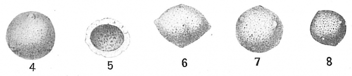 Thurammina albicans Thurammina albicans