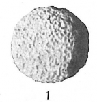 Thurammina cariosa