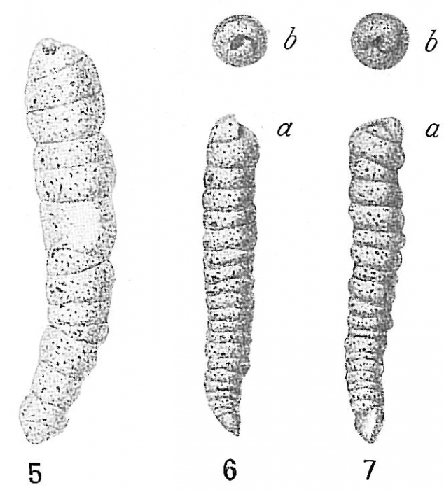Turritellella shoneana Turritellella shoneana