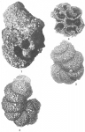 Turritellella spectabilis, author: Cedhagen, Tomas