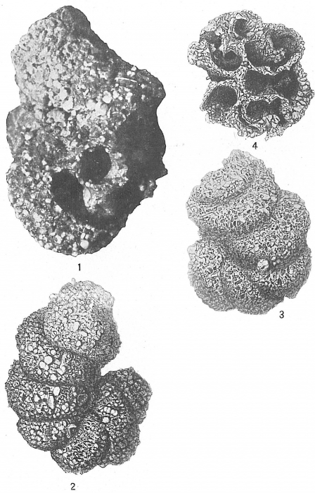 Turritellella spectabilis Turritellella spectabilis