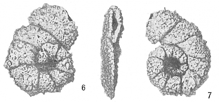 Ammobaculites americanus Ammobaculites americanus