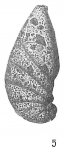 Ammobaculites cassis