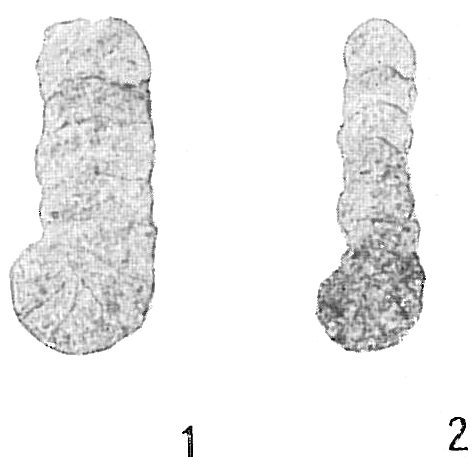 Ammobaculites foliaceus