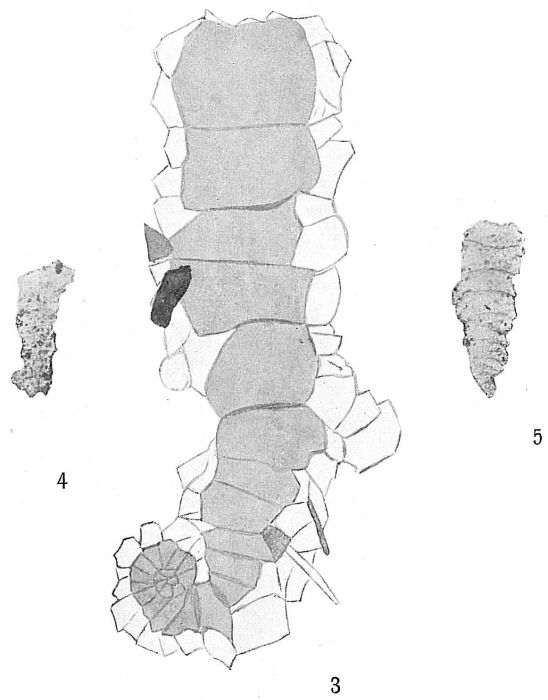 Ammobaculites tenuimargo Ammobaculites tenuimargo