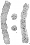 Botellina labyrinthica, author: Cedhagen, Tomas
