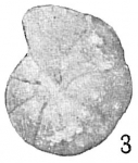 Cyclammina bradyi