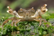 Hemigrapsus takanoi, author: Decleer Misjel