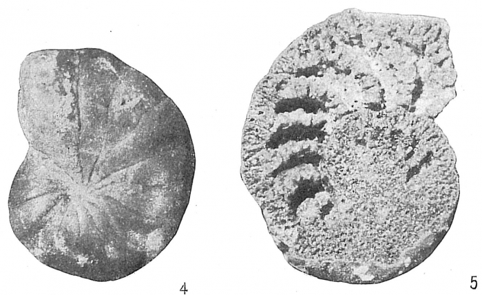 Cyclammina cancellata Cyclammina cancellata