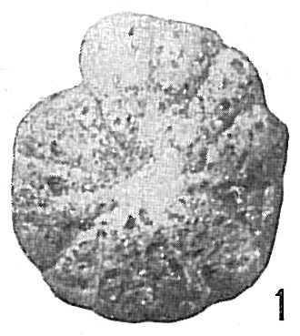 Cyclammina compressa Cyclammina compressa