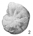 Cyclammina bradyi