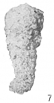 Haplophragmium lituolinoideum