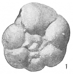 Protozoa