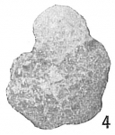 Haplophragmoides emaciatum, author: Cedhagen, Tomas