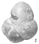 Haplophragmoides ringens, author: Cedhagen, Tomas