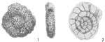 Chromista - Foraminifera (foraminifers)