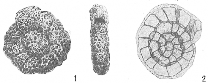 Haplophragmoides runianum Haplophragmoides runianum
