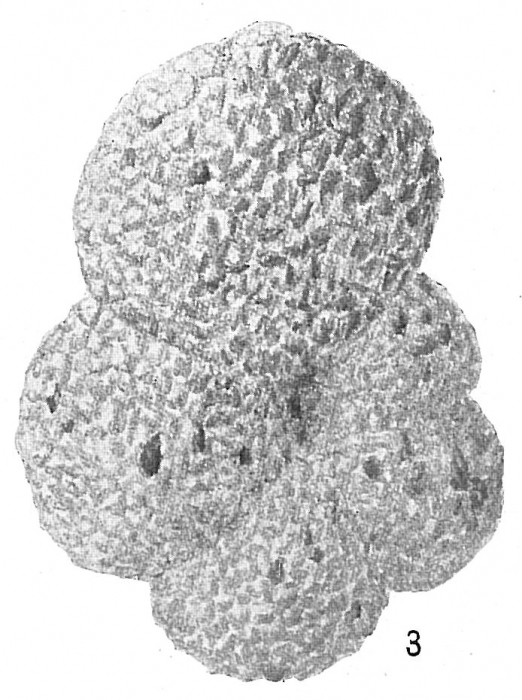 Haplophragmoides sphaeriloculum Haplophragmoides sphaeriloculum