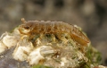 Isopoda