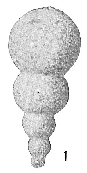 Hormosina globulifera Hormosina globulifera