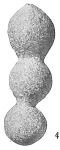 Hormosina monile