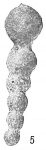 Hormosina ovaliformis