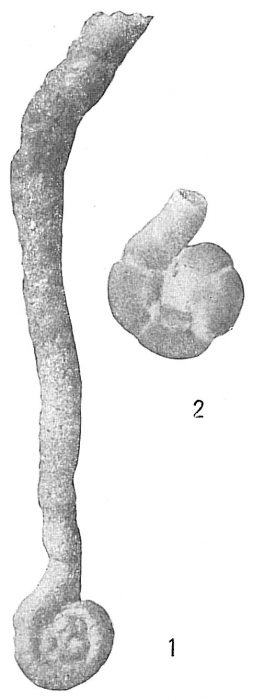Lituotuba lituiformis Lituotuba lituiformis