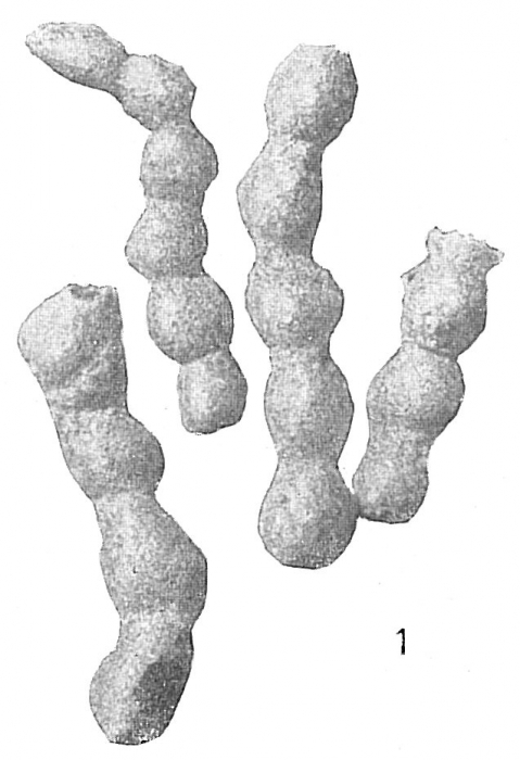 Reophax aduncus Reophax aduncus