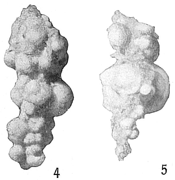 Reophax agglutinatus Reophax agglutinatus