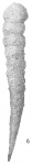 Reophax bacillaris
