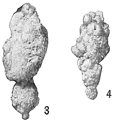 Reophax bilocularis Reophax bilocularis