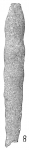 Reophax cylindricus