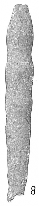 Reophax cylindricus Reophax cylindricus