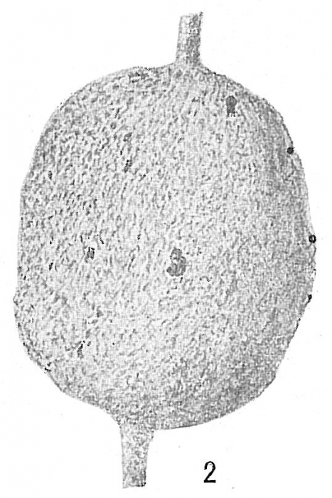 Reophax distans var. delicatulus Reophax distans var. delicatulus