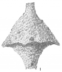 Reophax distans var. turbo