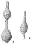 Foraminifera