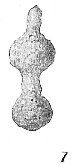 Reophax guttifer Reophax guttifer