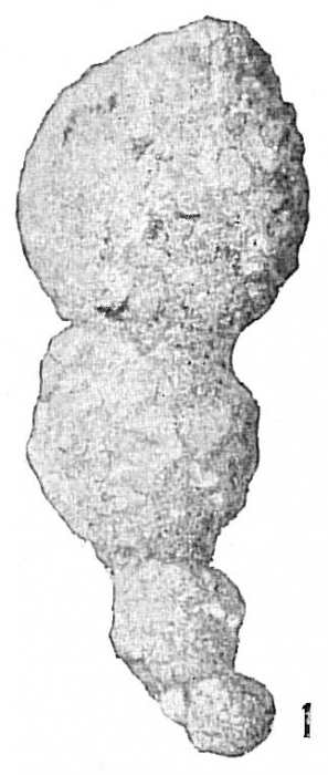 Reophax pilulifer Reophax pilulifer