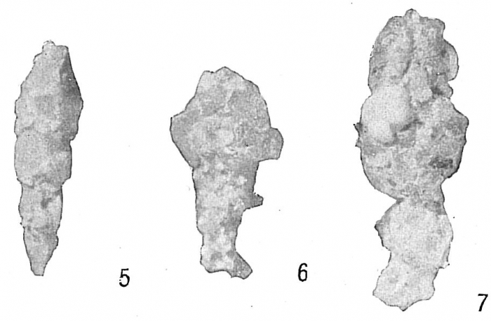Reophax scorpiurus Reophax scorpiurus