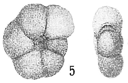 Trochammina bradyi Trochammina bradyi
