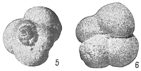 Trochammina globigeriniformis